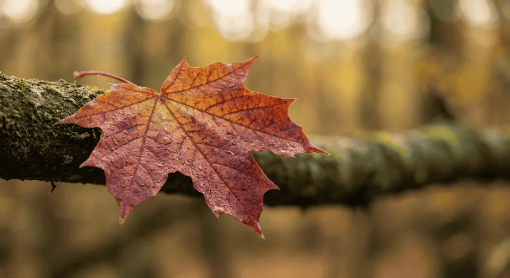 Bokeh Effect Leaf